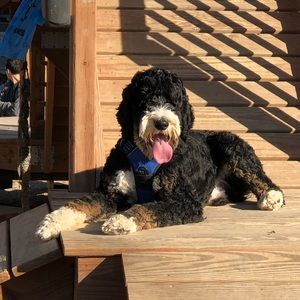 Meet your Posher, Sam